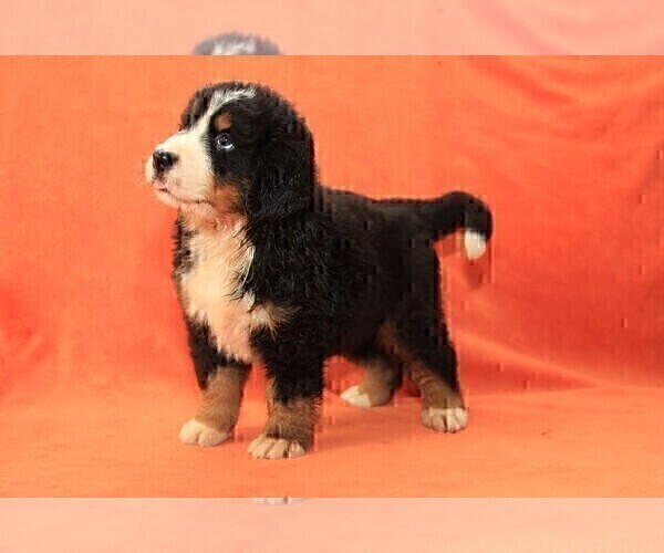 Medium Photo #4 Bernese Mountain Dog Puppy For Sale in Hatvan, Heves, Hungary
