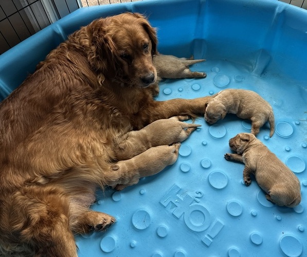 Medium Photo #1 Golden Retriever Puppy For Sale in SOUTH WATERFORD, ME, USA