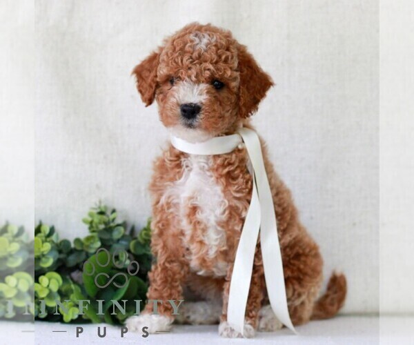 Medium Photo #1 Goldendoodle (Miniature) Puppy For Sale in NEWMANSTOWN, PA, USA