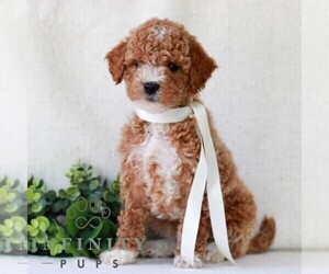 Goldendoodle (Miniature) Puppy for sale in NEWMANSTOWN, PA, USA