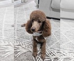 Small #1 Poodle (Miniature)