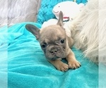 Small #1 French Bulldog