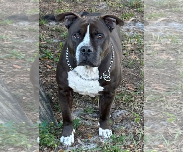 Medium Photo #5 American Pit Bull Terrier-Unknown Mix Puppy For Sale in Tampa, FL, USA