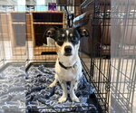 Small #1 Chihuahua Mix