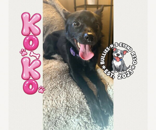 Medium Photo #2 Australian Shepherd-Schipperke Mix Puppy For Sale in Omaha, NE, USA