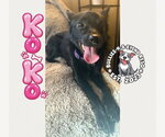 Small #1 Australian Shepherd-Schipperke Mix