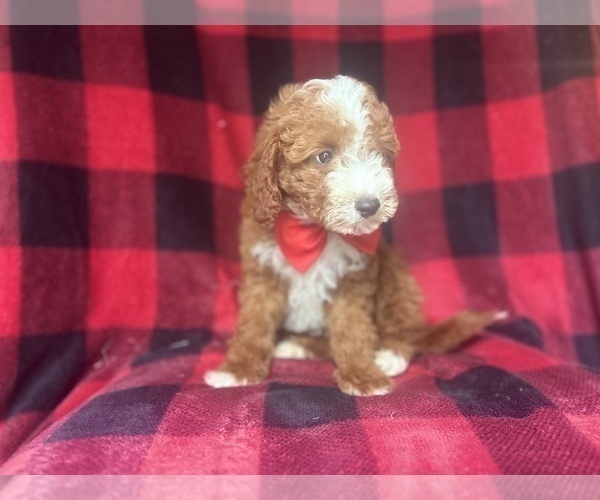 Medium Photo #6 Cavapoo Puppy For Sale in LAKELAND, FL, USA