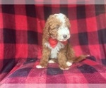 Small #5 Cavapoo