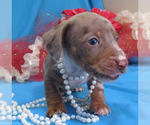 Small Photo #2 Dachshund Puppy For Sale in FOYIL, OK, USA