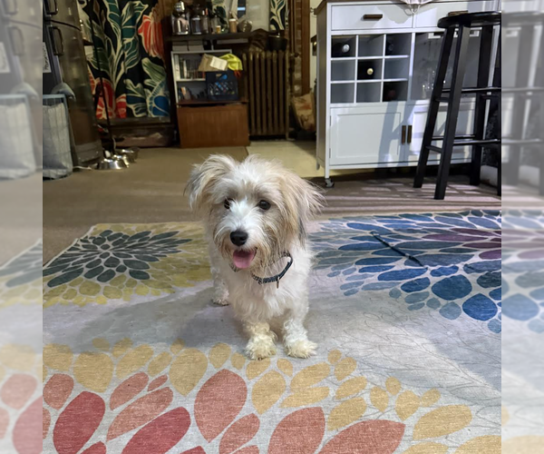 Medium Photo #6 Havanese-Unknown Mix Puppy For Sale in Rockville, MD, USA