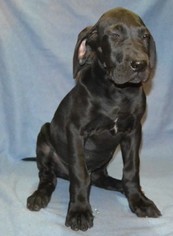 Great Dane Puppy for sale in BRAZORIA, TX, USA