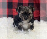 Small Photo #1 Morkie Puppy For Sale in WEST PALM BEACH, FL, USA