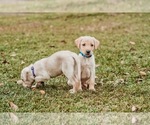 Small Photo #2 Labrador Retriever Puppy For Sale in MOBILE, AL, USA