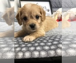Small Photo #14 Cavachon Puppy For Sale in SILEX, MO, USA
