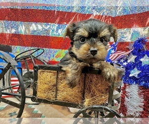 Yorkshire Terrier Puppy for sale in CASSVILLE, MO, USA