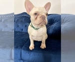 Small Photo #7 French Bulldog Puppy For Sale in BATON ROUGE, LA, USA
