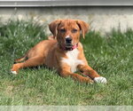 Small #15 Labrador Retriever Mix