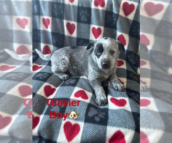 Medium Photo #1 Alaskan Malamute Puppy For Sale in Aurora, IN, USA