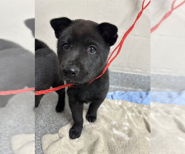 Medium Photo #1 Labrador Retriever-Unknown Mix Puppy For Sale in Pasadena, TX, USA