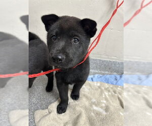 Labrador Retriever-Unknown Mix Dogs for adoption in Pasadena, TX, USA