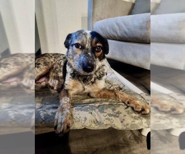 Medium Photo #1 Mutt Puppy For Sale in Paso Robles, CA, USA