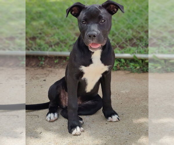 Medium Photo #2 American Staffordshire Terrier-Boxer Mix Puppy For Sale in Talladega, AL, USA