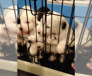 Old English Sheepdog Puppy for sale in PORT ORCHARD, WA, USA