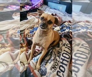 Stella - Female Chug Dog for Adoption - Photo #2