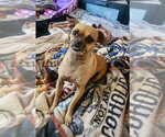 Small Photo #2 Chug Puppy For Sale in Mesa, AZ, USA