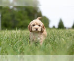 Small Photo #2 Cocker Spaniel-Poodle (Miniature) Mix Puppy For Sale in WARSAW, IN, USA
