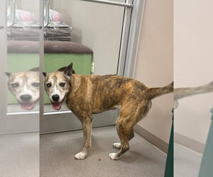 Siberian Husky-Unknown Mix Dogs for adoption in La Porte, IN, USA