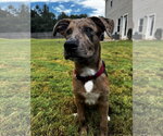 Small #3 Catahoula Leopard Dog-Mountain Cur Mix