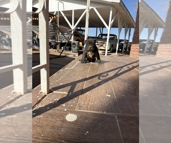 Medium Photo #5 American Bandogge mastiff Puppy For Sale in DEMING, NM, USA