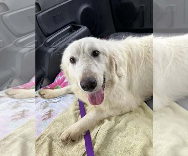 Medium Photo #3 Great Pyrenees Puppy For Sale in Dallas, TX, USA