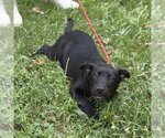 Small #1 Mutt
