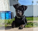 Small #1 Labrador Retriever Mix