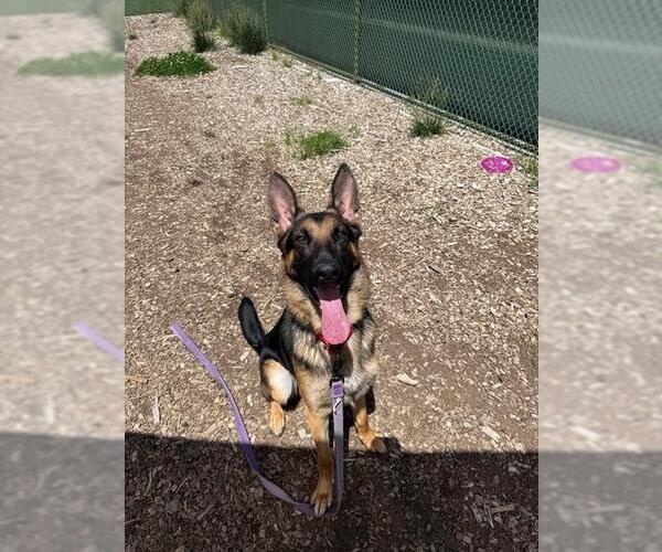 Medium Photo #1 German Shepherd Dog Puppy For Sale in Waterford, VA, USA