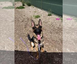 German Shepherd Dog Dogs for adoption in Waterford, VA, USA