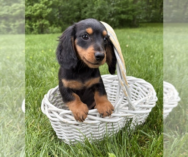 Medium Photo #3 Dachshund Puppy For Sale in MIDDLEBURY, IN, USA
