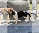 Small #2 Beagle