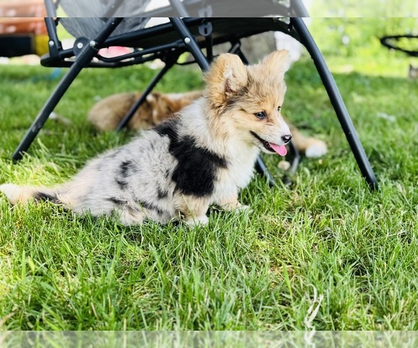 Medium Photo #3 American Corgi Puppy For Sale in DENVER, IA, USA