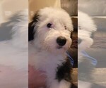 Small Photo #24 Old English Sheepdog Puppy For Sale in WILMINGTON, OH, USA