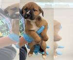 Small American Staffordshire Terrier Mix