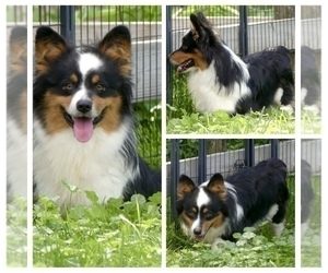 Father of the Pembroke Welsh Corgi puppies born on 01/10/2025