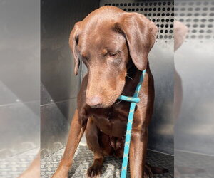 Doberman Pinscher-Labrador Retriever Mix Dogs for adoption in HESPERIA, CA, USA