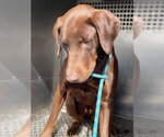 Small Doberman Pinscher-Labrador Retriever Mix