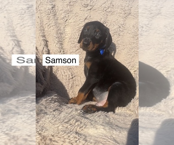 Medium Photo #3 Doberman Pinscher Puppy For Sale in POMEROY, OH, USA