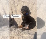 Small #2 Doberman Pinscher