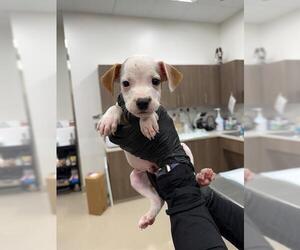 Basset Hound-Unknown Mix Dogs for adoption in Baytown, TX, USA