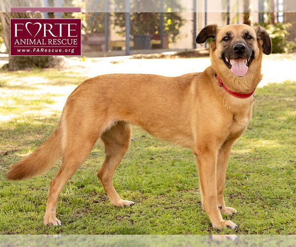 Medium Photo #14 Labrador Retriever-Unknown Mix Puppy For Sale in Marina del Rey, CA, USA